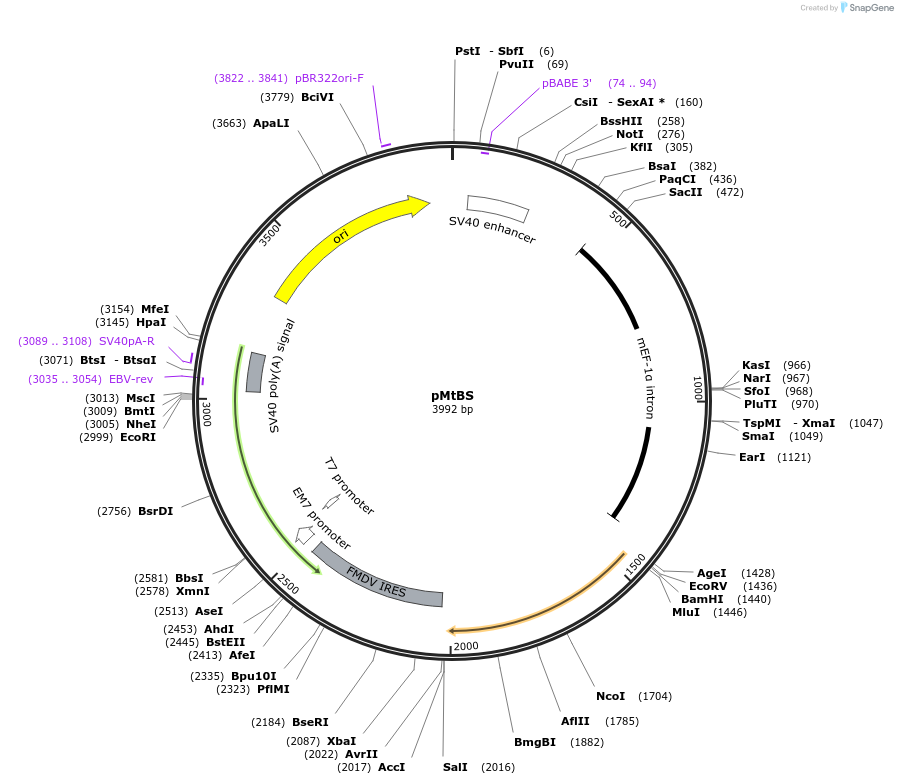 32226-plasmid-map-sequence-id-36534