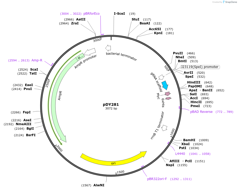 182960-plasmid-map-sequence-id-365357