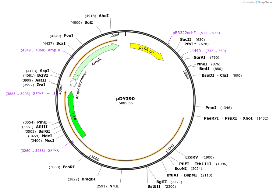 182963-plasmid-map-sequence-id-365359