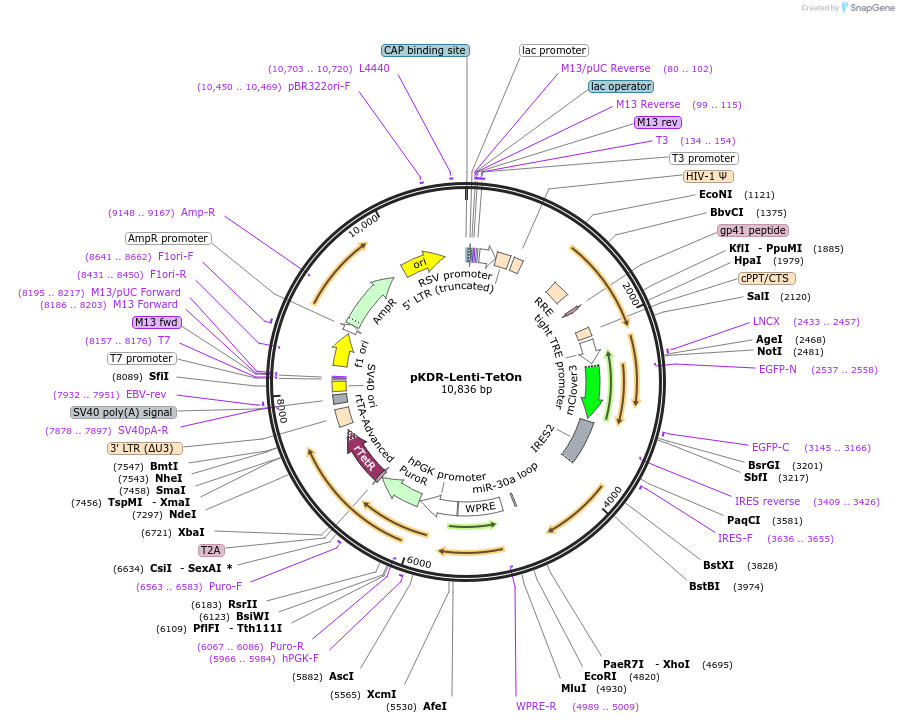 183555-plasmid-map-sequence-id-365362