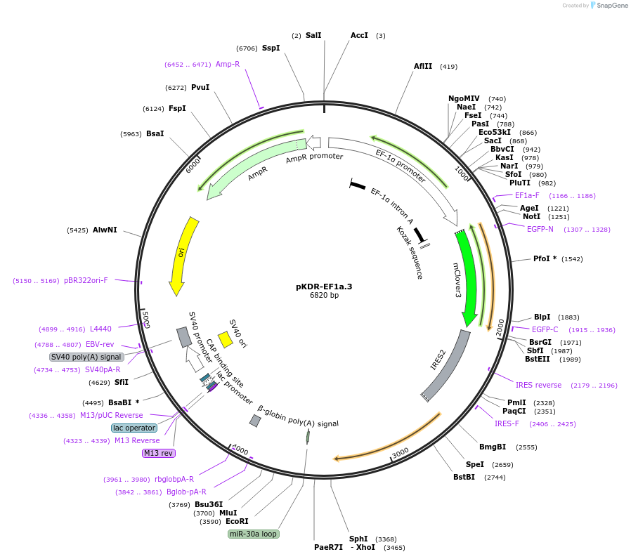 183570-plasmid-map-sequence-id-365366