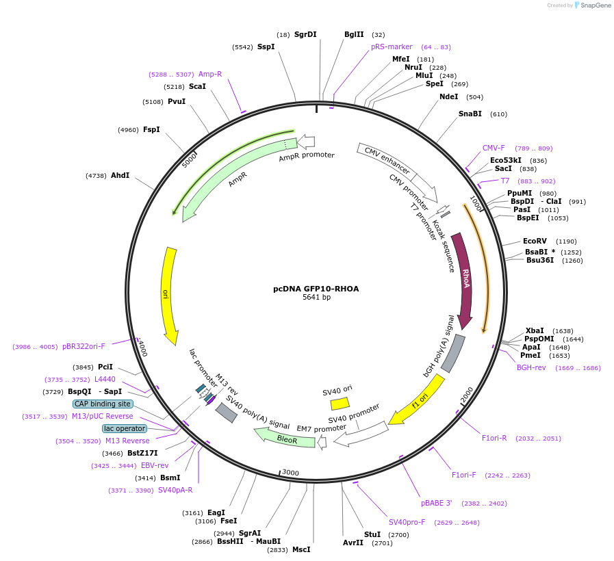133068-plasmid-map-sequence-id-365367