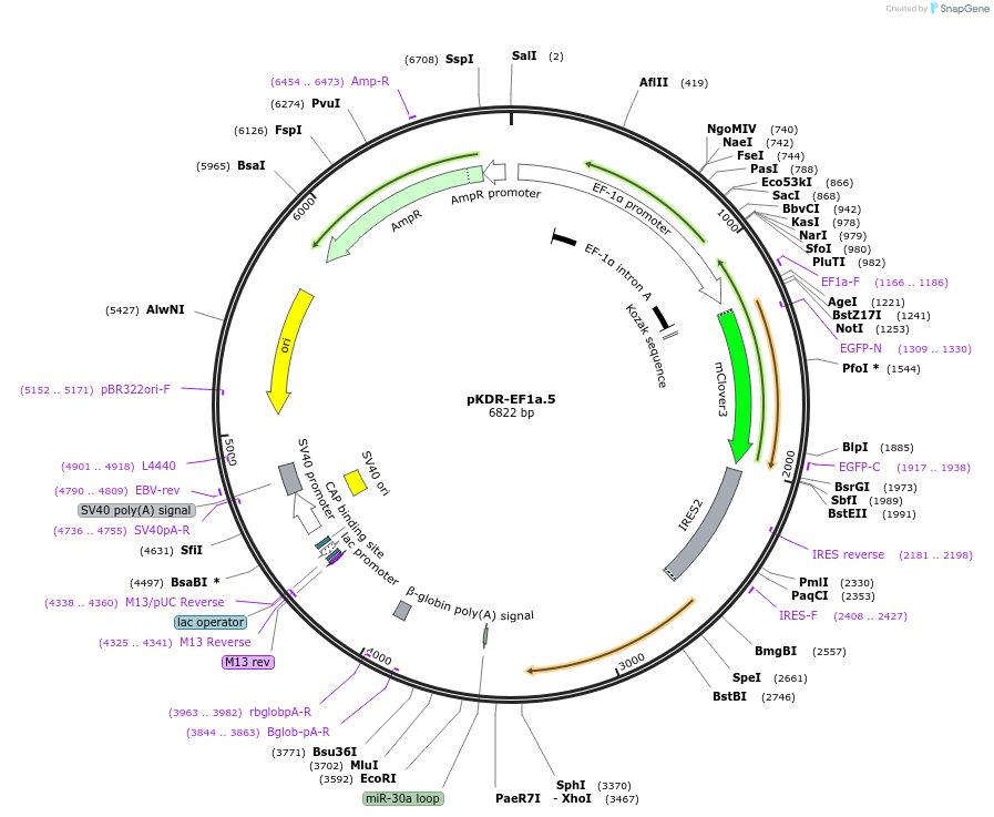183572-plasmid-map-sequence-id-365373