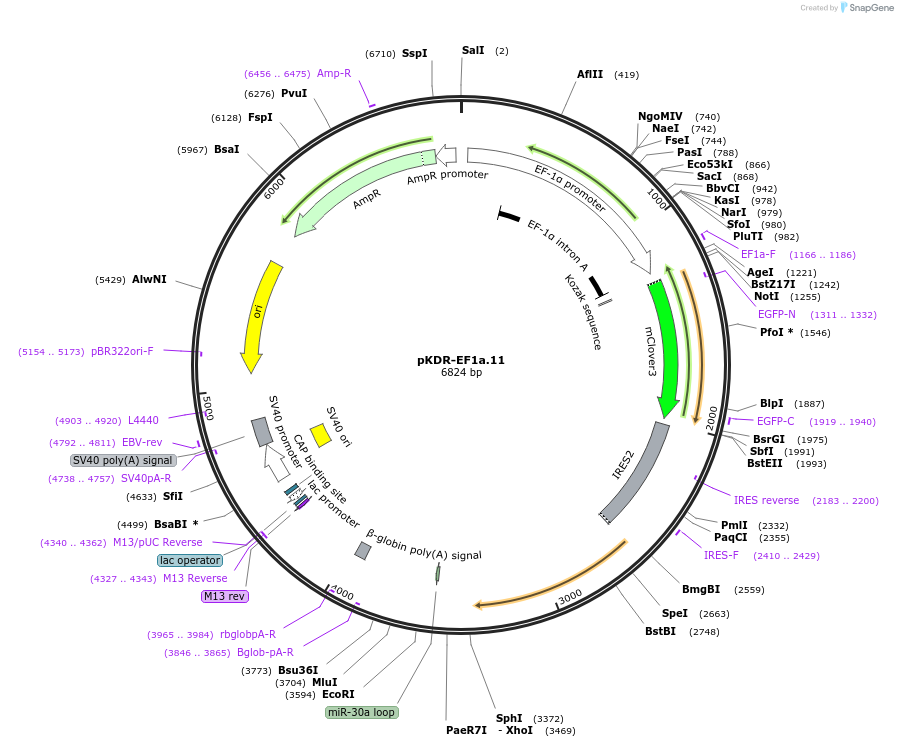 183574-plasmid-map-sequence-id-365378