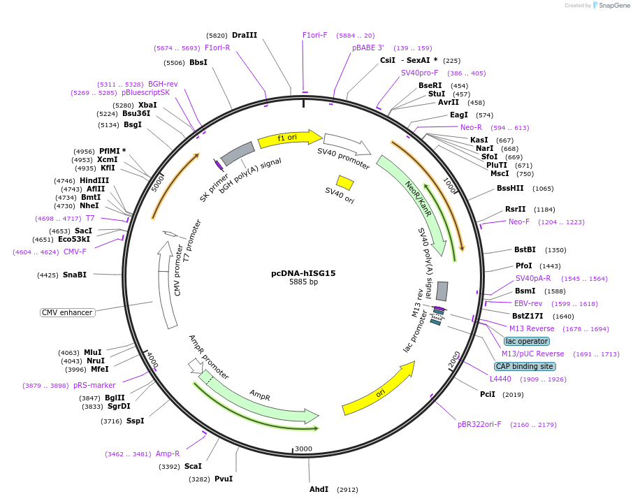 12447-plasmid-map-sequence-id-365386