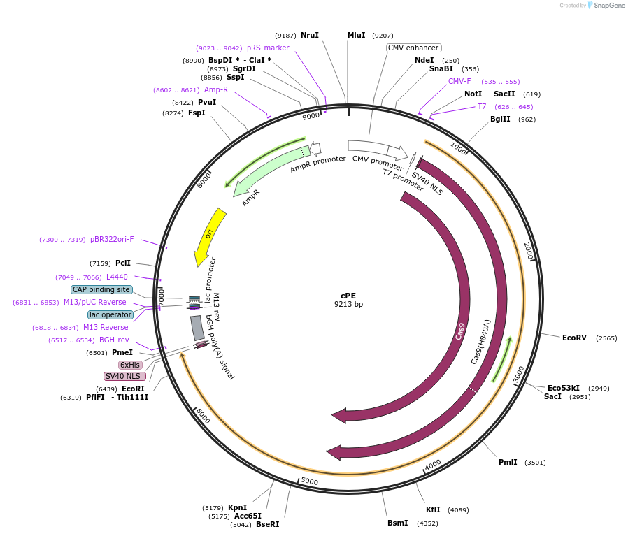 183549-plasmid-map-sequence-id-365389