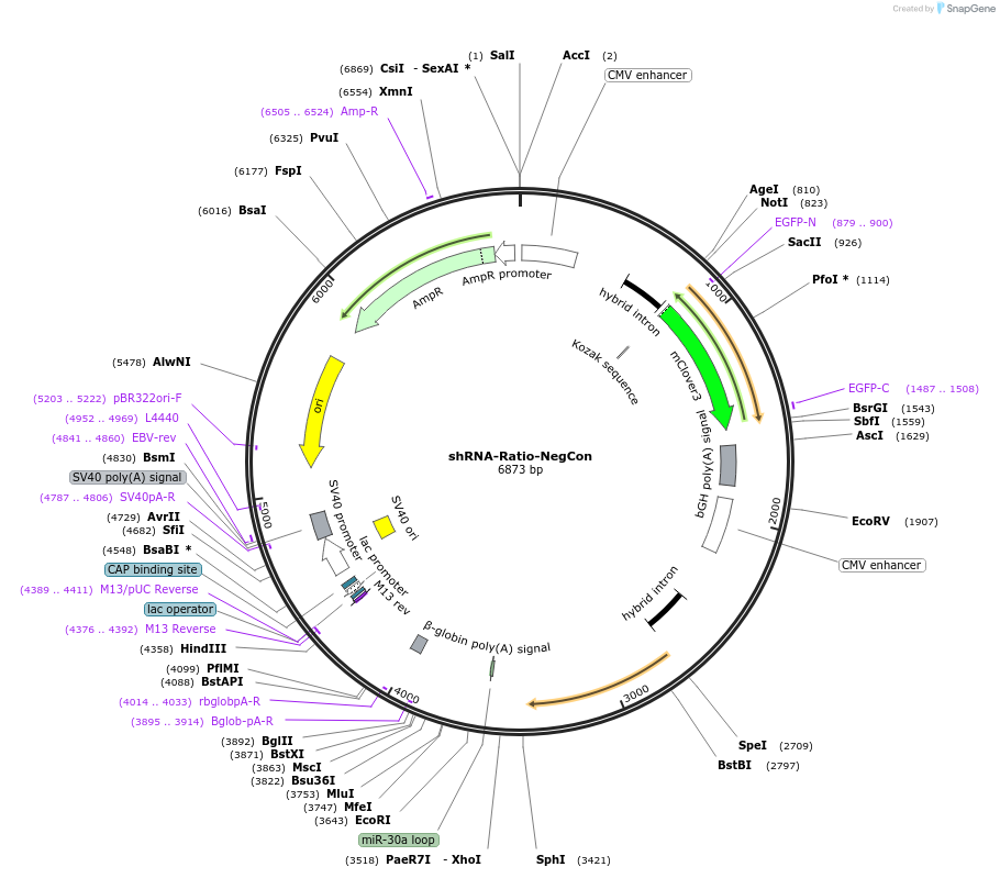 183554-plasmid-map-sequence-id-365398