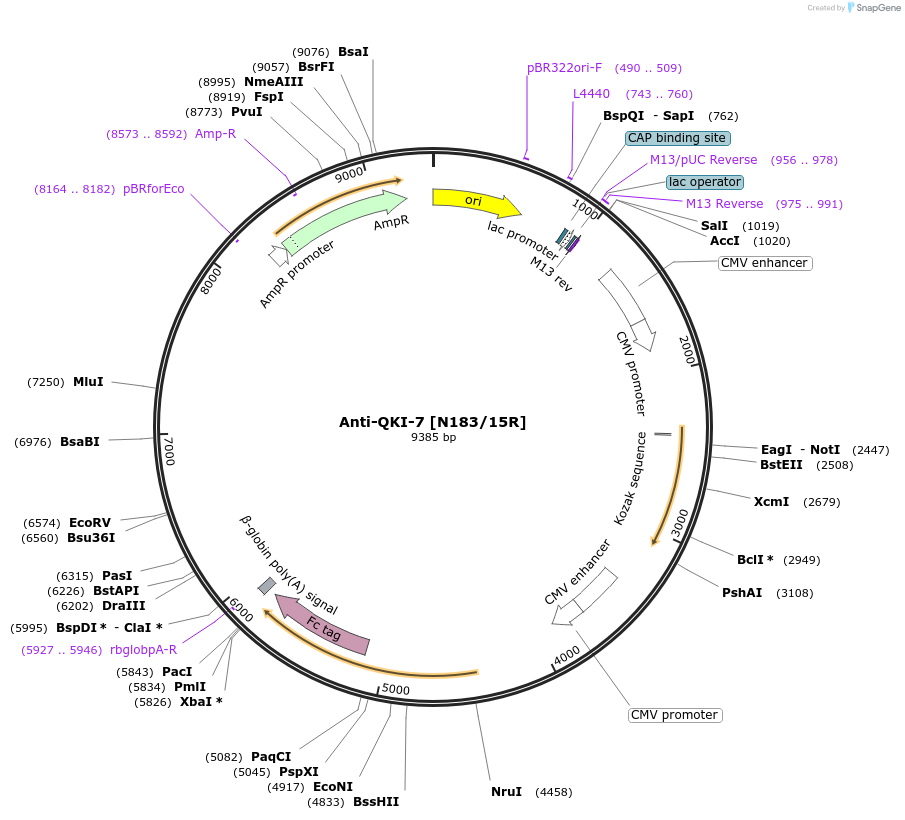 177507-plasmid-map-sequence-id-365406