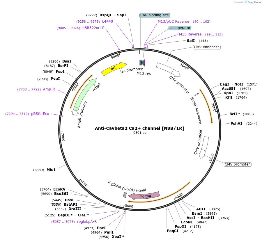 149458-plasmid-map-sequence-id-365407