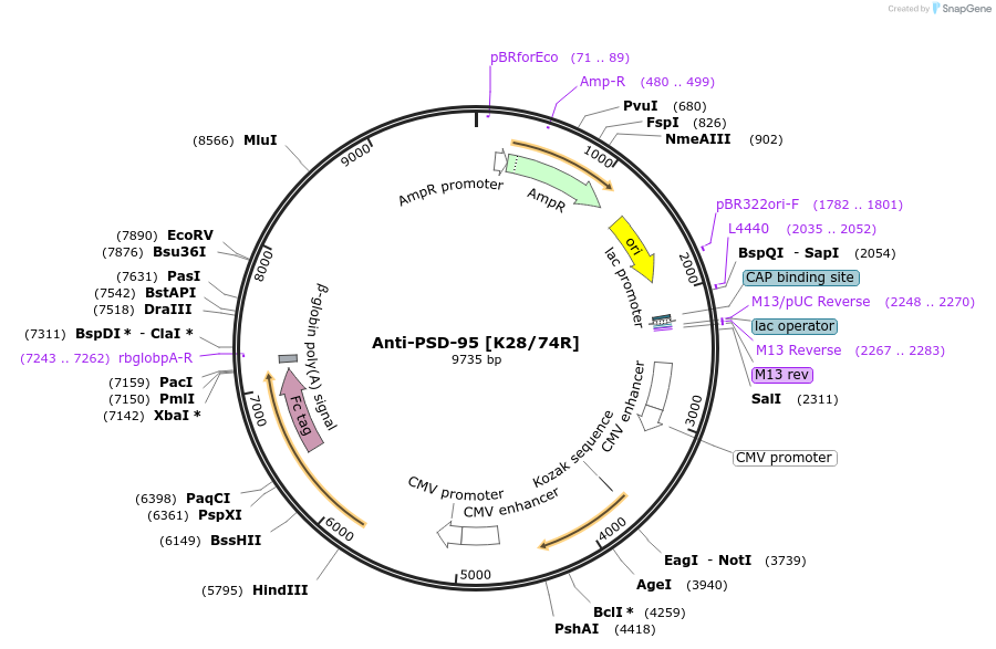177439-plasmid-map-sequence-id-365411