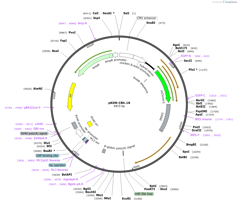 183564-plasmid-map-sequence-id-365415