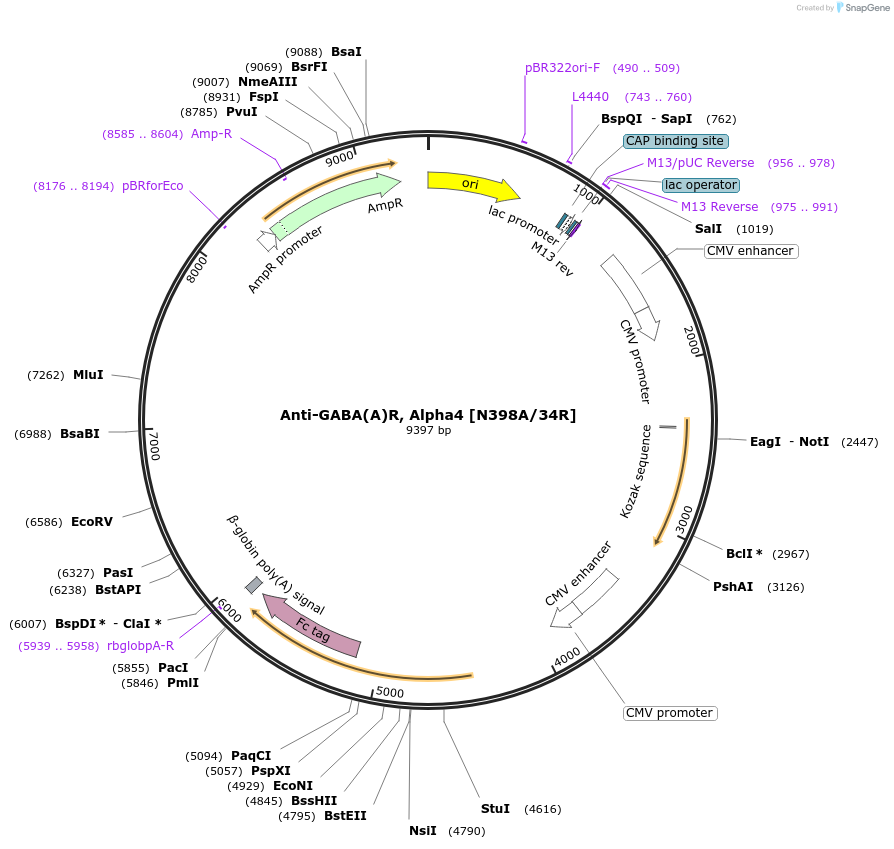 177543-plasmid-map-sequence-id-365434
