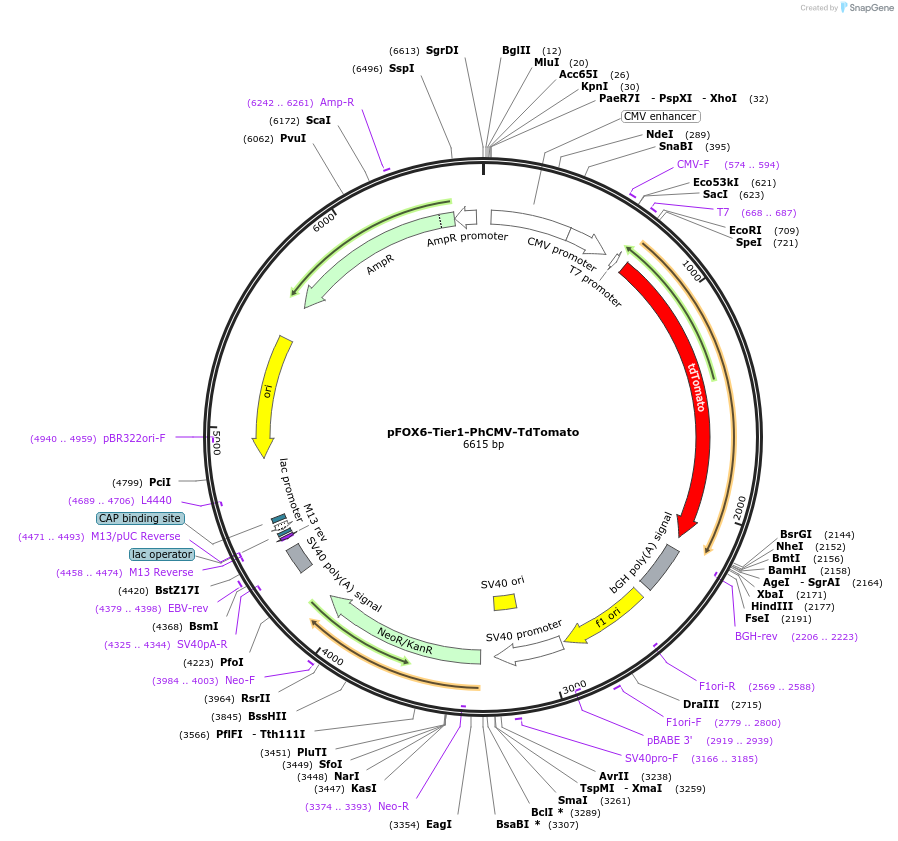 169515-plasmid-map-sequence-id-365436