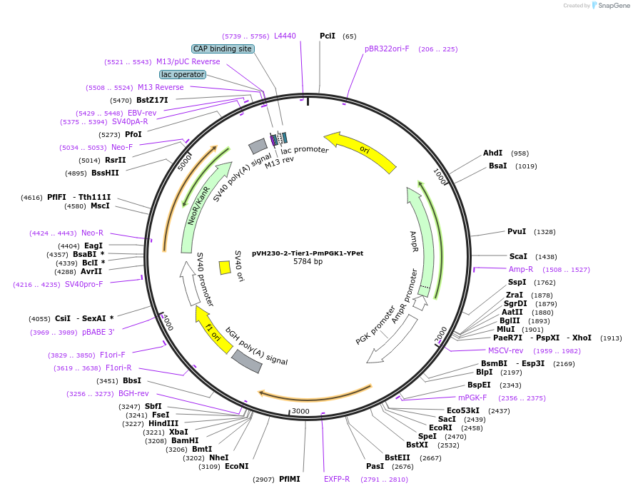 169521-plasmid-map-sequence-id-365437