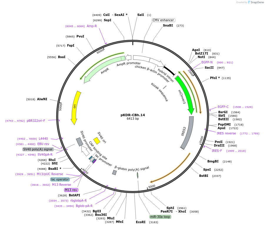 183563-plasmid-map-sequence-id-365452