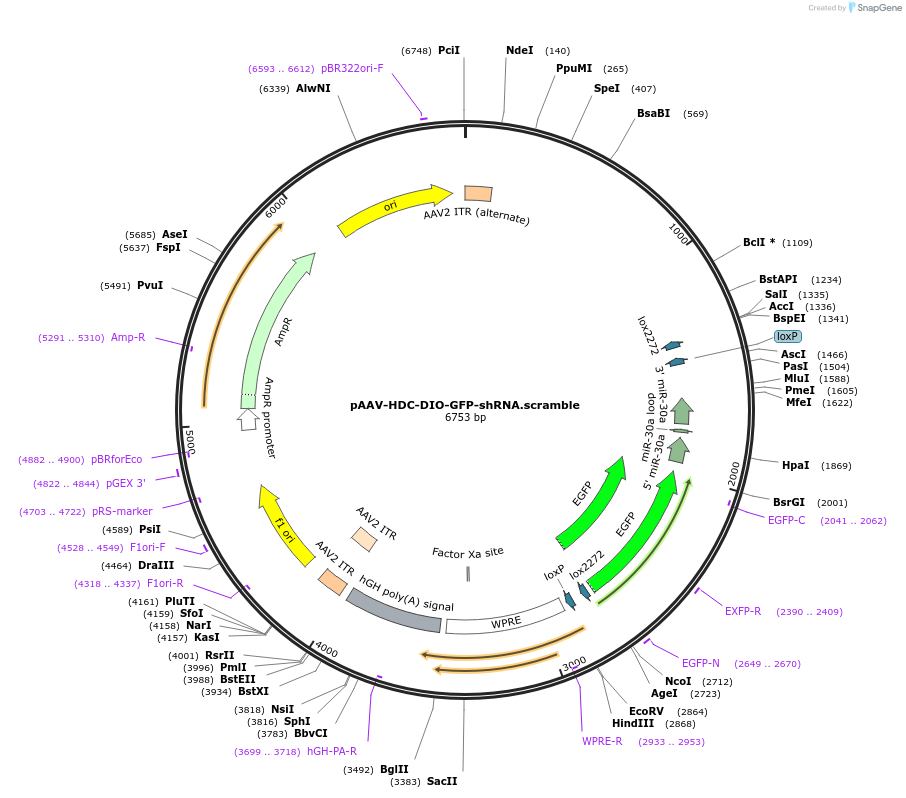 184331-plasmid-map-sequence-id-365459