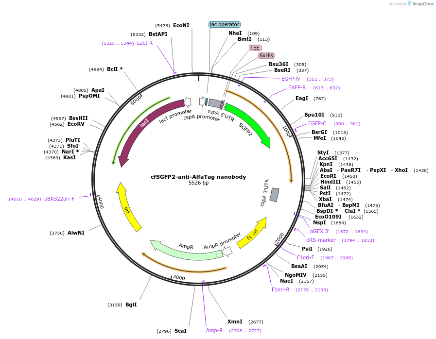 171818-plasmid-map-sequence-id-365460