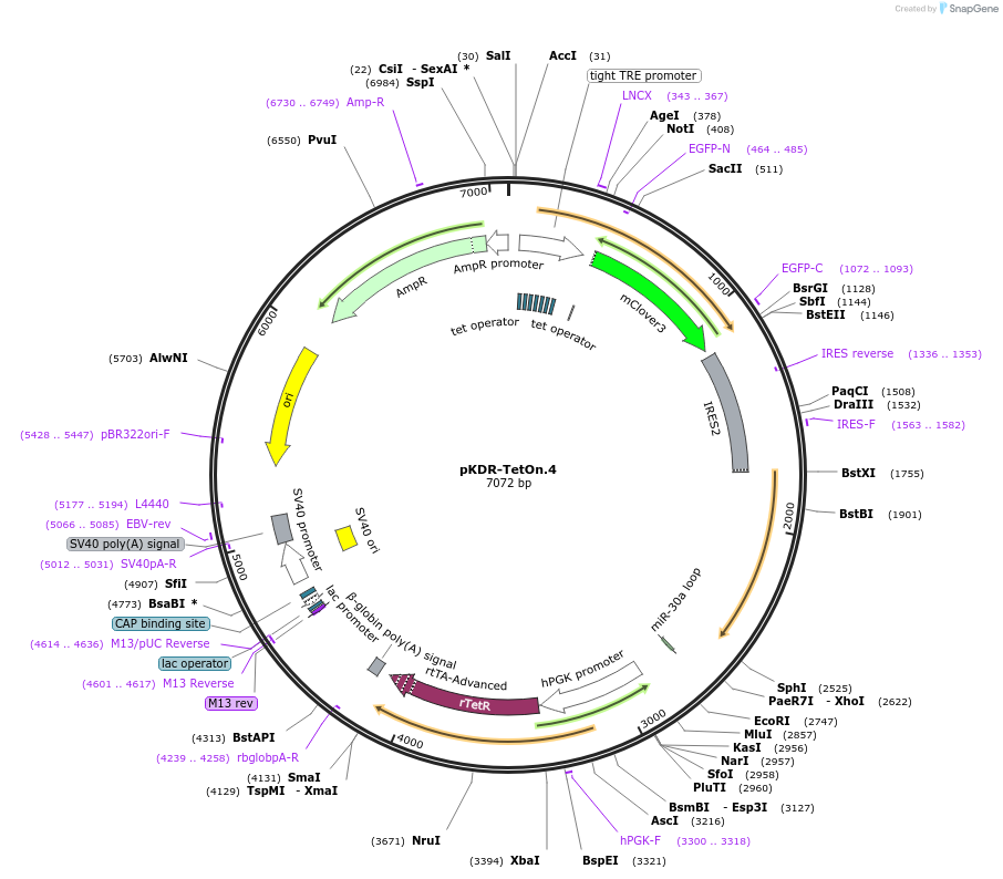 183579-plasmid-map-sequence-id-365492