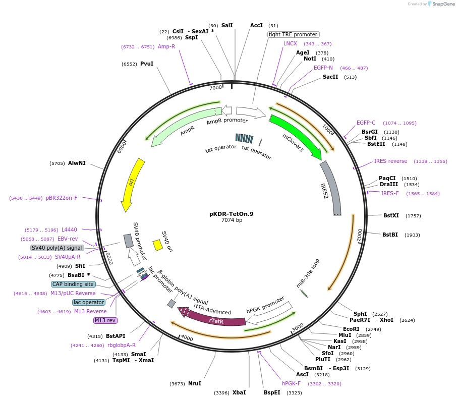 183582-plasmid-map-sequence-id-365494
