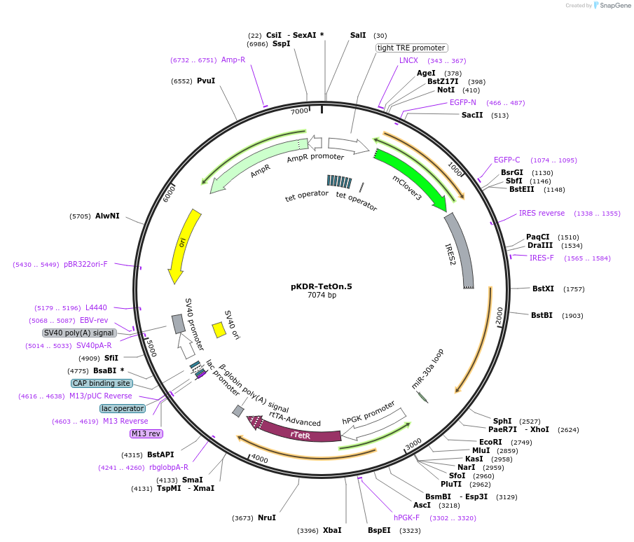 183580-plasmid-map-sequence-id-365495