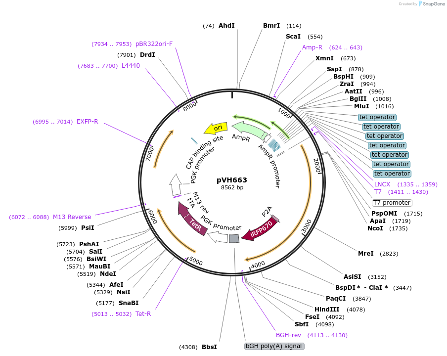 169607-plasmid-map-sequence-id-365601