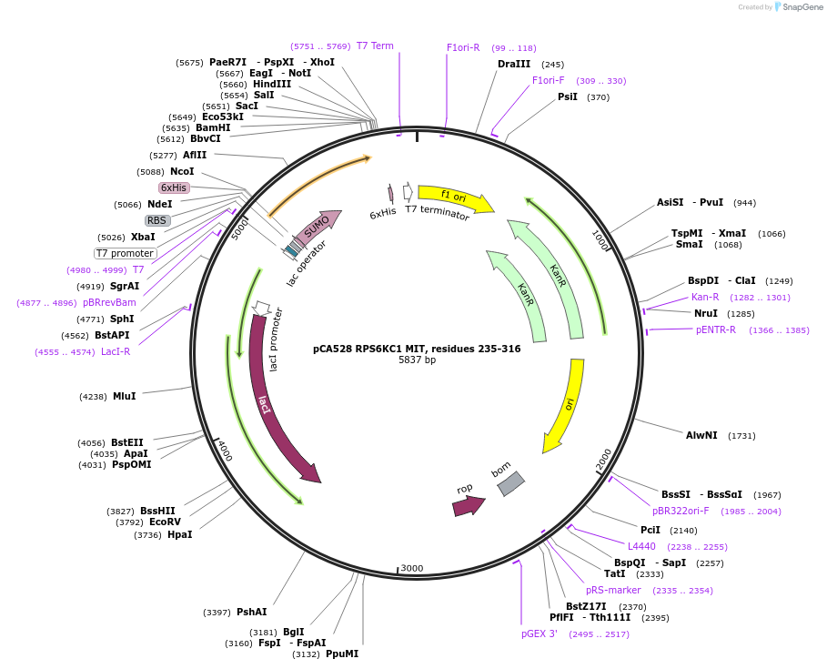 180622-plasmid-map-sequence-id-365607