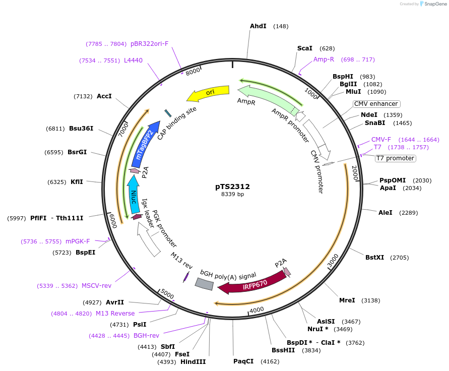 169622-plasmid-map-sequence-id-365612