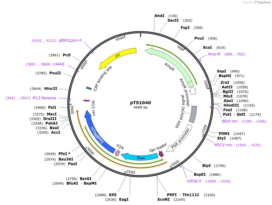 169618-plasmid-map-sequence-id-365617
