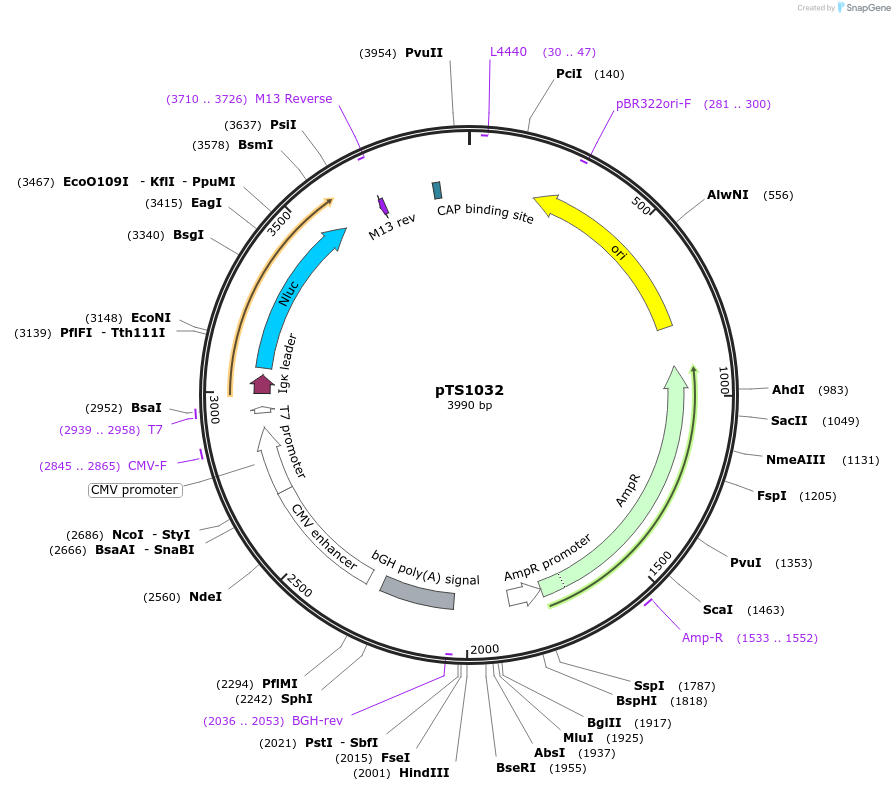 169612-plasmid-map-sequence-id-365621