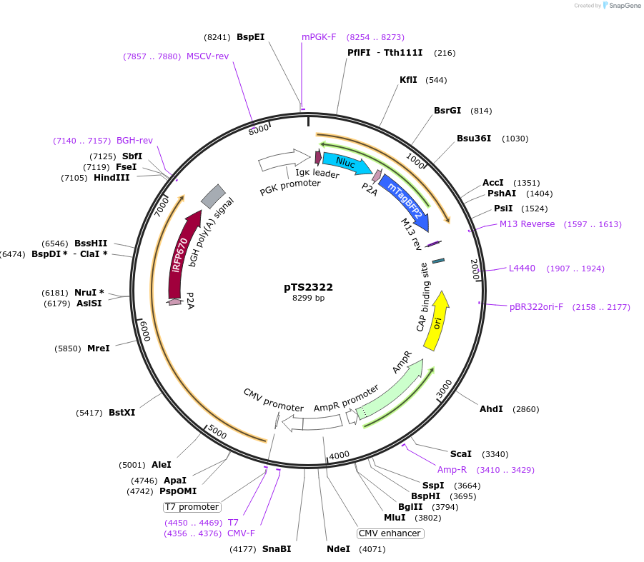 169627-plasmid-map-sequence-id-365626