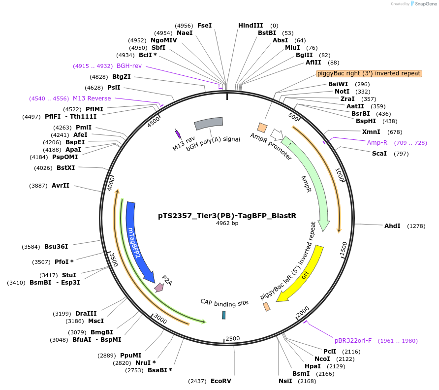 169656-plasmid-map-sequence-id-365630