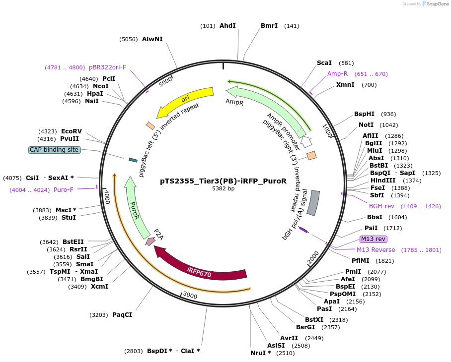 169654-plasmid-map-sequence-id-365633