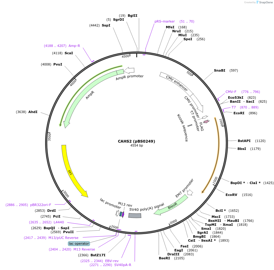 185139-plasmid-map-sequence-id-365634