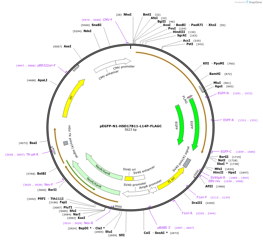 184499-plasmid-map-sequence-id-365636