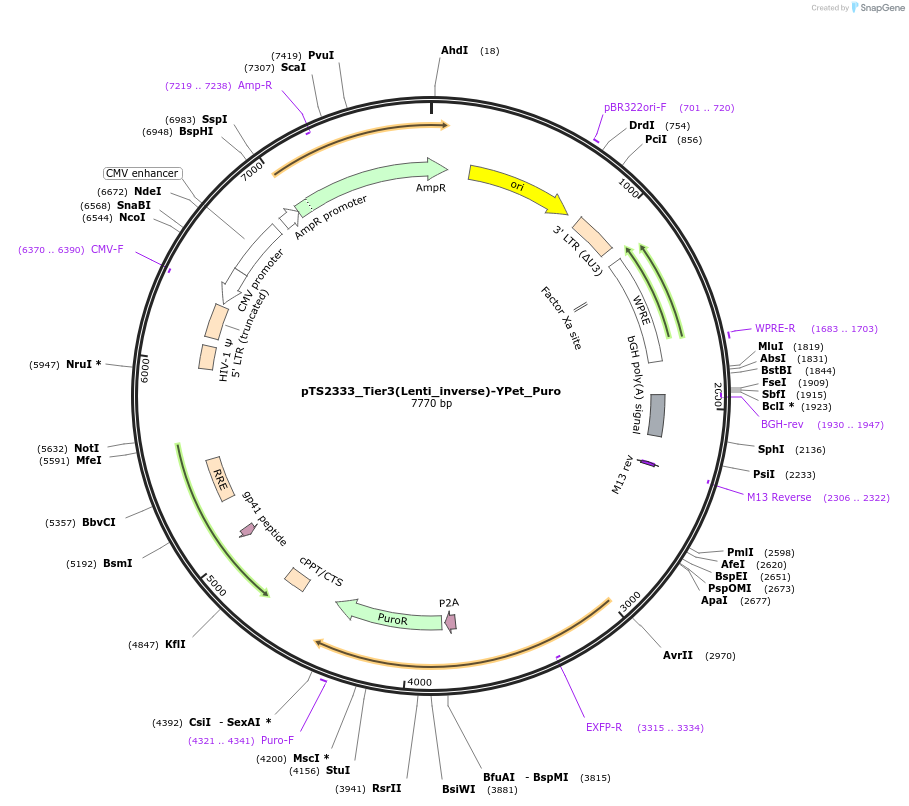 169664-plasmid-map-sequence-id-365639