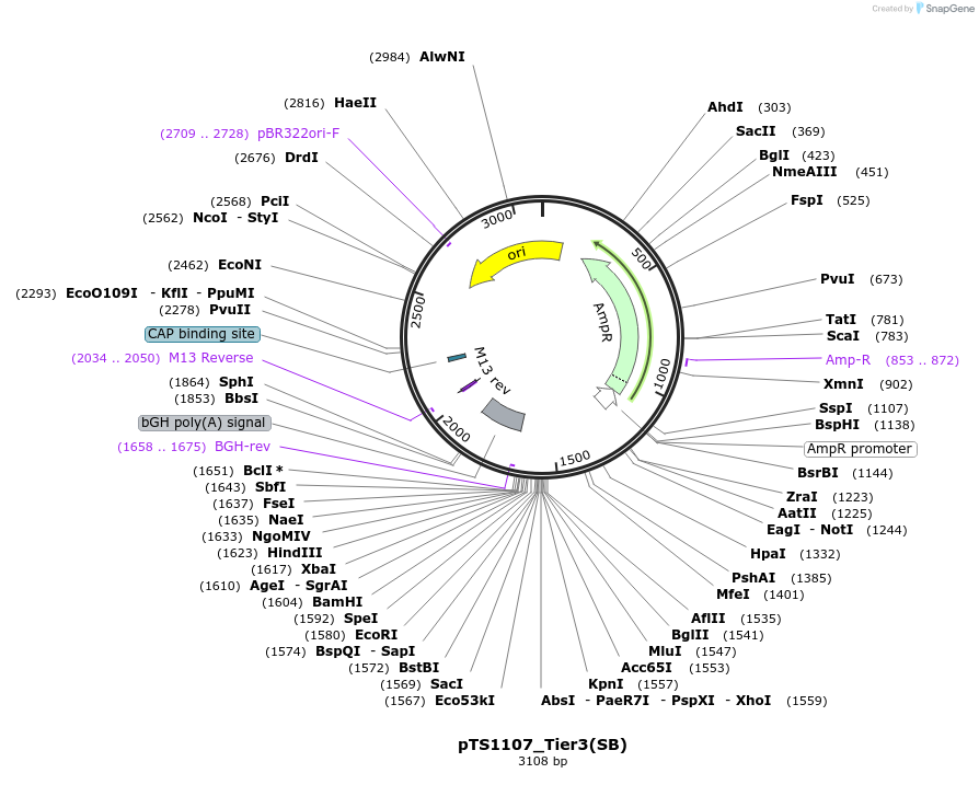 169634-plasmid-map-sequence-id-365642