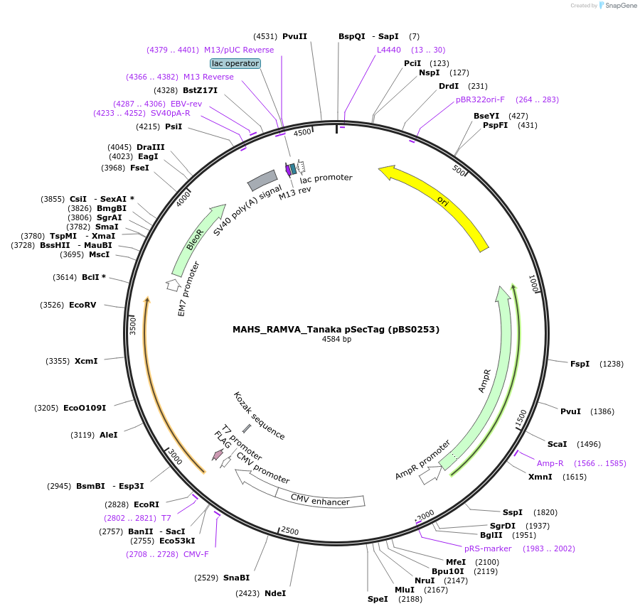 185142-plasmid-map-sequence-id-365643