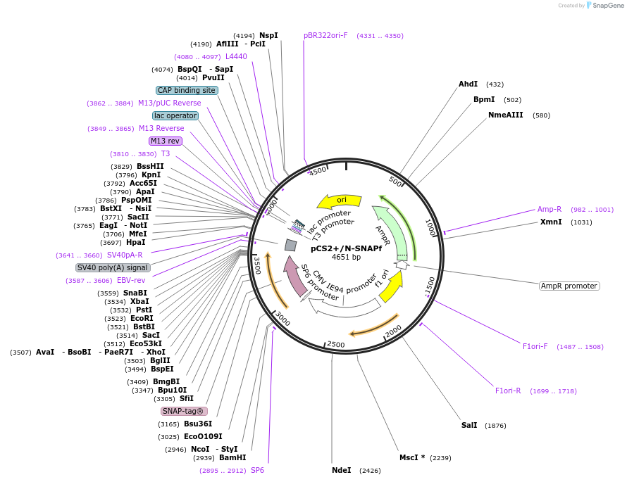 184415-plasmid-map-sequence-id-365684
