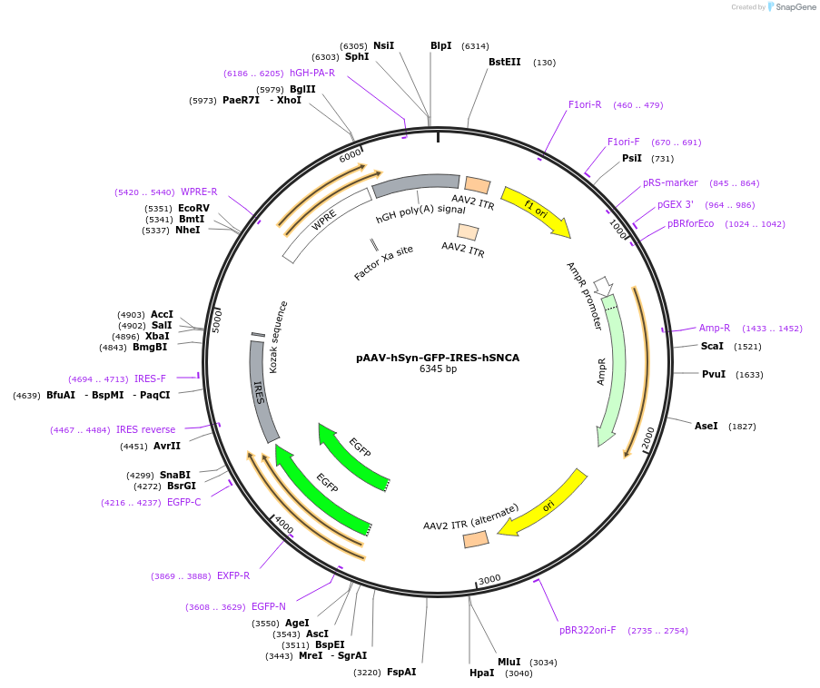 185715-plasmid-map-sequence-id-365686