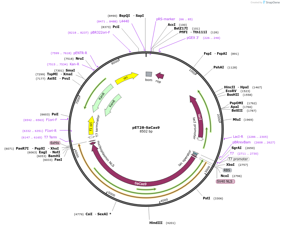 178901-plasmid-map-sequence-id-365688