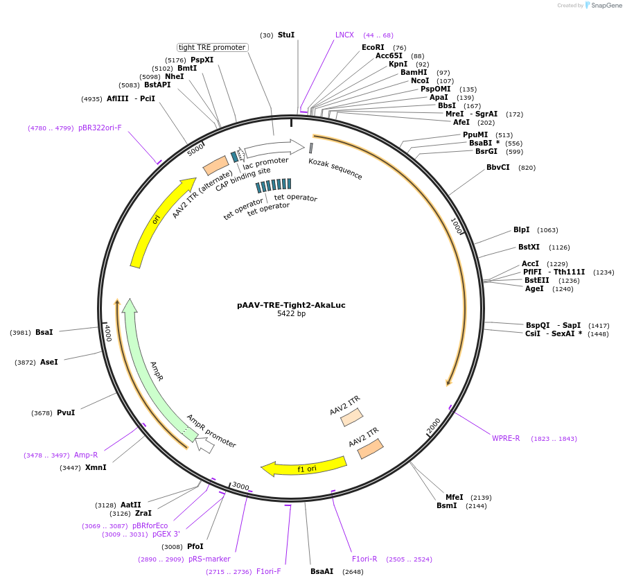 186186-plasmid-map-sequence-id-365690