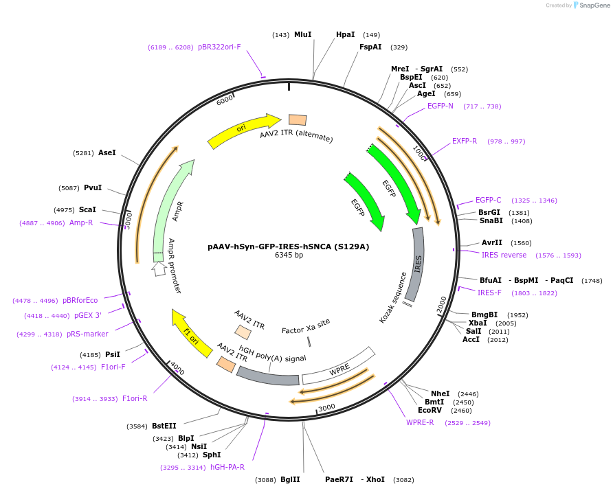 185718-plasmid-map-sequence-id-365693