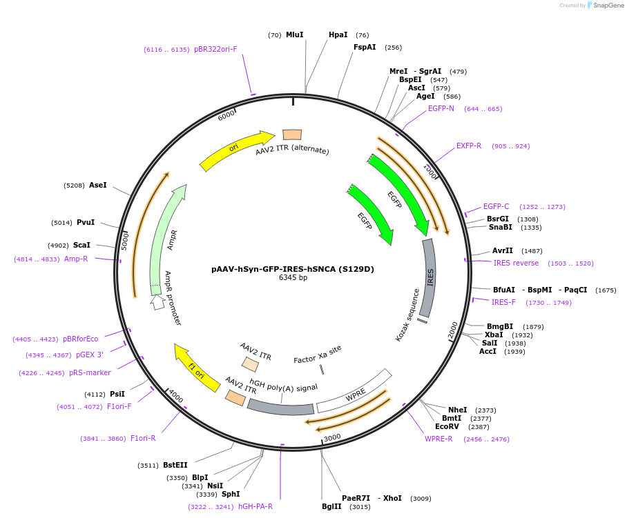 185719-plasmid-map-sequence-id-365694