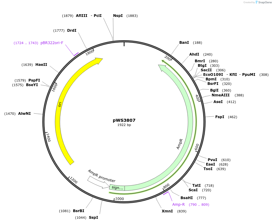185748-plasmid-map-sequence-id-365697