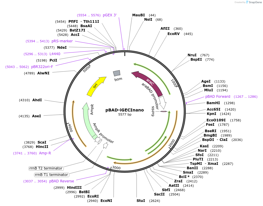 186189-plasmid-map-sequence-id-365702