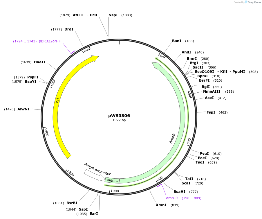 185747-plasmid-map-sequence-id-365703
