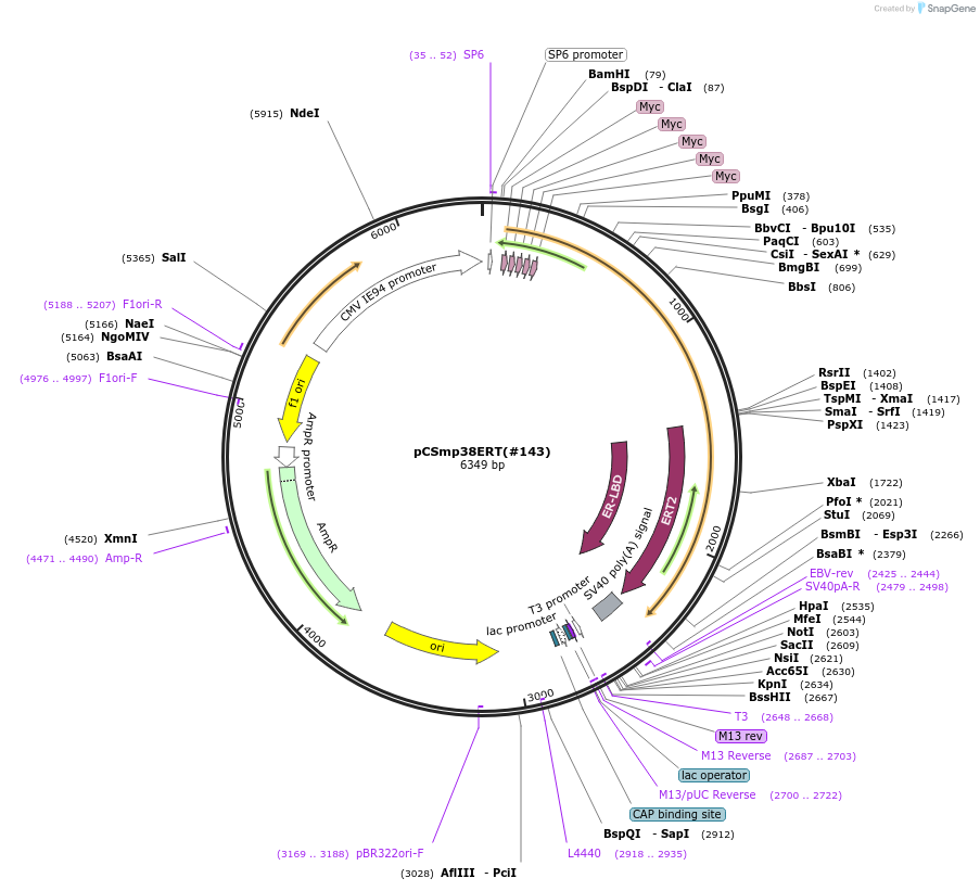 184077-plasmid-map-sequence-id-365706