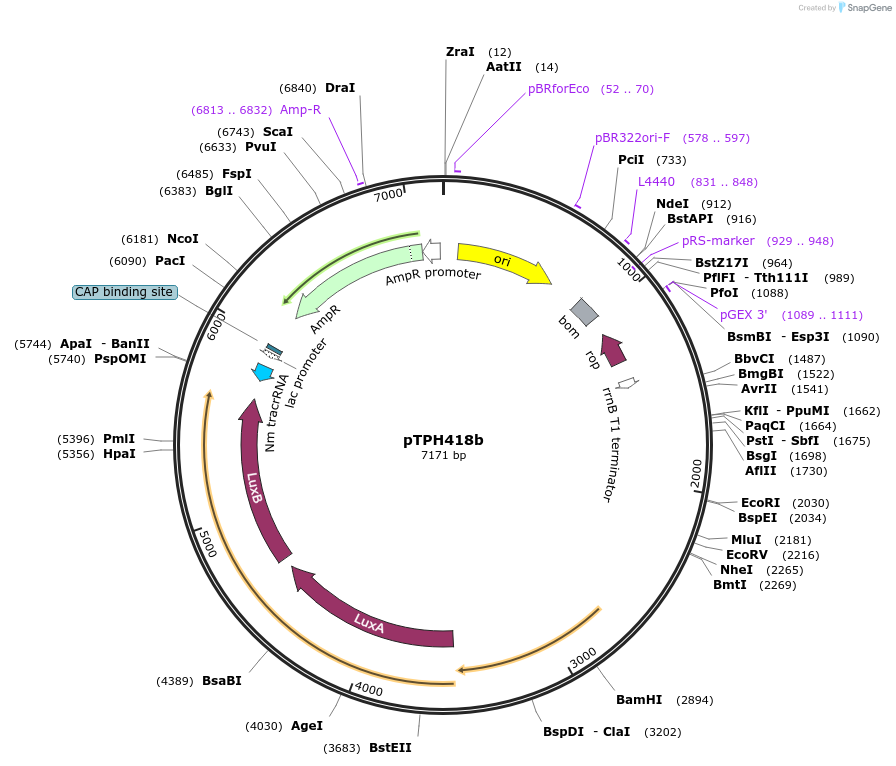 185725-plasmid-map-sequence-id-365708