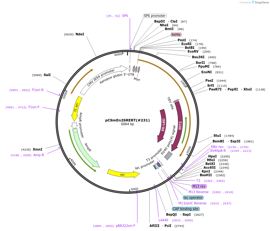184080-plasmid-map-sequence-id-365710