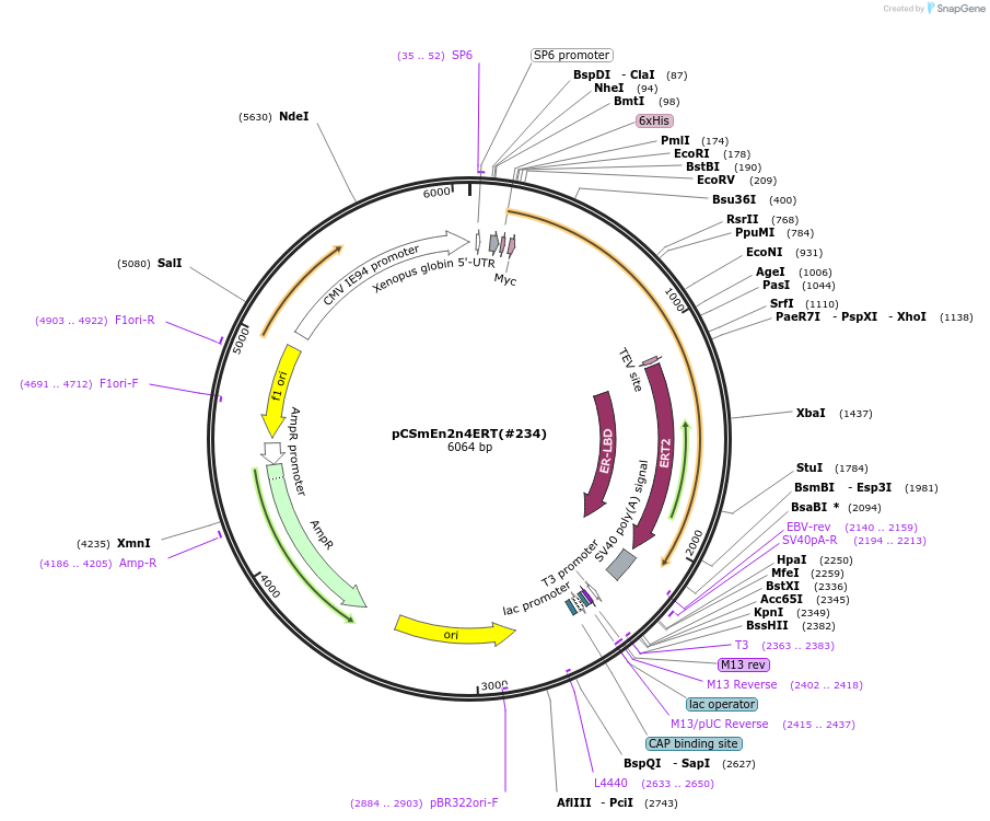 184082-plasmid-map-sequence-id-365718